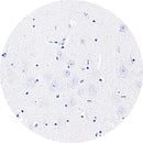 Control Slides, IHC - AT8