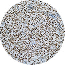 Control Slides, IHC - ATRX