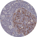 Control Slides, IHC - Aurora B