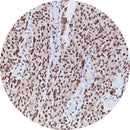 Control Slides, IHC - BAP-1