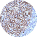 Control Slides, IHC - BCL 6