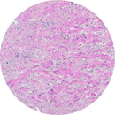Control Slides, H&E - Human Artery