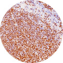 Control Slides, IHC - BCL 1