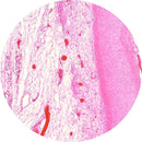 Control Slides, H&E - Human Elastic cartilage