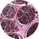 Control Slides, H&E - Human medullated nerve