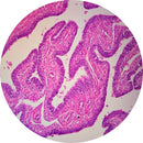Control Slides, H&E - Human Fallopian Tubes