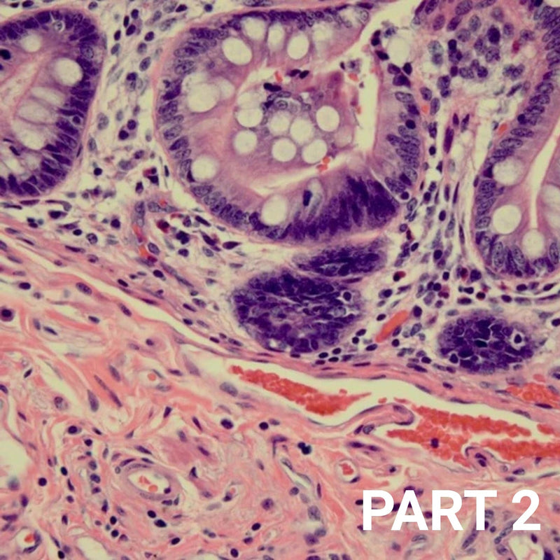 The H&E Stain: Far From Routine Part 2