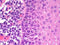 The H&E Stain: Far From Routine Part 1