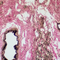 Verhoeff Van Gibson Elastin Stain Kit