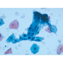EA Stains, Series S