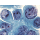 EA Stains, Series S