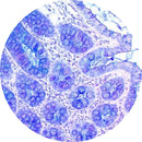 Control Slides, Special Stain - acid mucins; Alcian blue/PAS