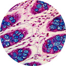 Control Slides, Special Stain - Alcian blue
