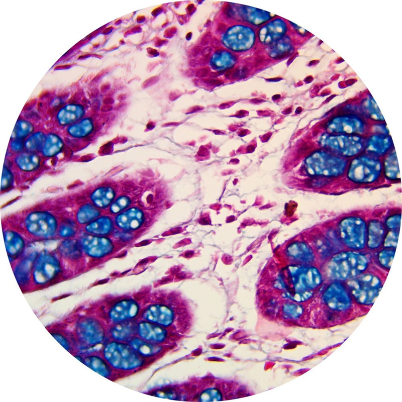 Control Slides, Special Stain - Alcian blue