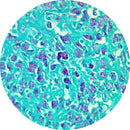 Control Slides, Special Stain - amyloid; Congo red stain
