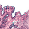 Alcian Blue (pH 2.5) Stain Bundle