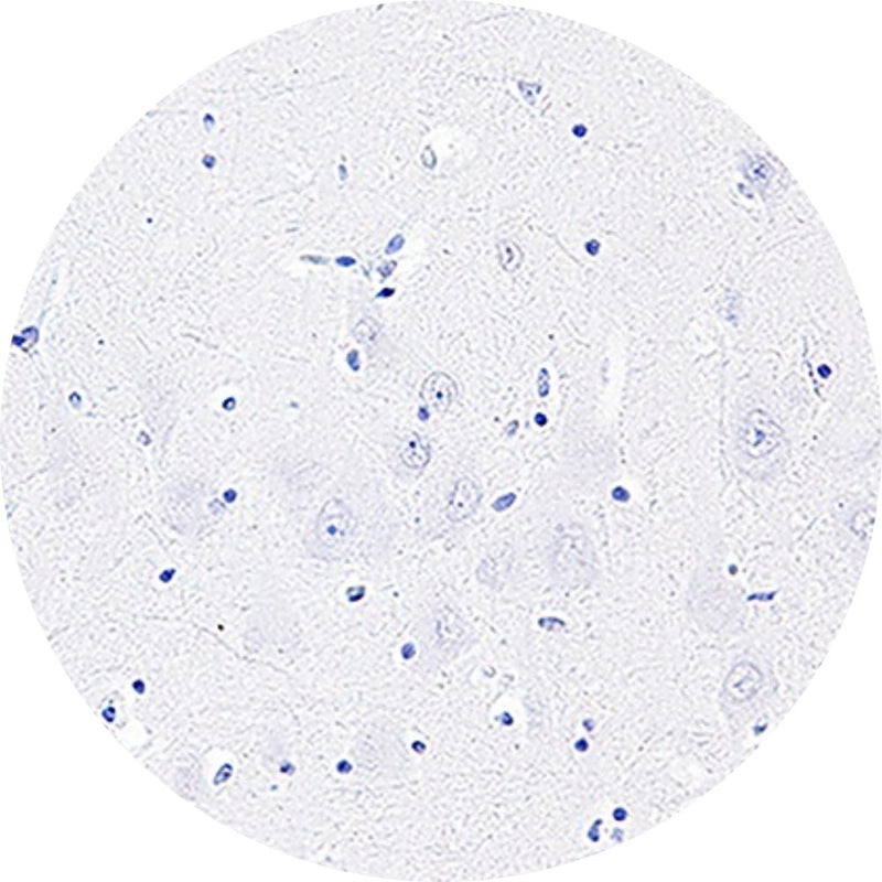 Control Slides, IHC - AT8