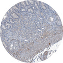 Control Slides, IHC - AXL
