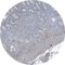 Control Slides, IHC - AXL