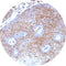 Control Slides, IHC - Beta-2 Microglobulin (B2M)