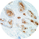 Control Slides, IHC - B72.3