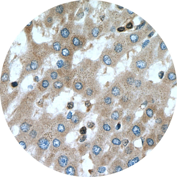 Control Slides, IHC - BAX