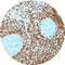 Control Slides, BCL 2 (HUMAN)