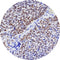 Control Slides, IHC - BCOR