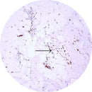Control Slides, IHC - Beta-FGF