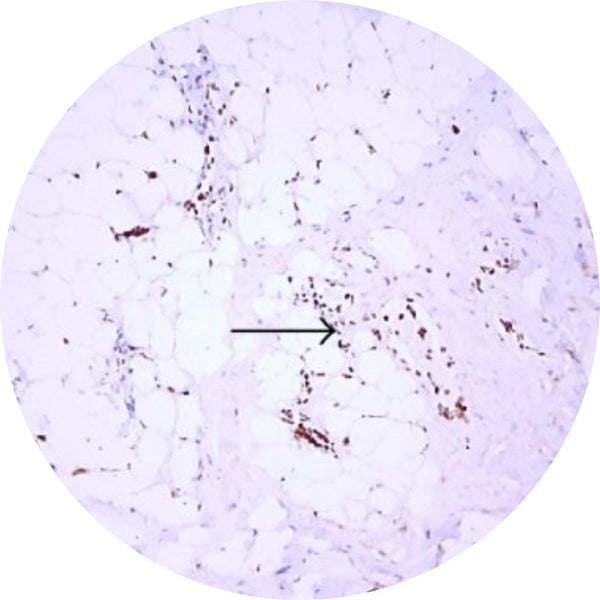 Control Slides, IHC - Beta-FGF