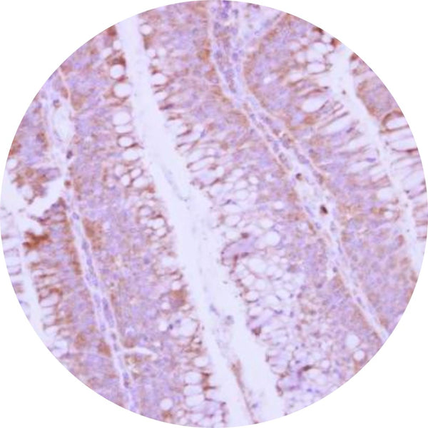 Control Slides, IHC - BMP 10