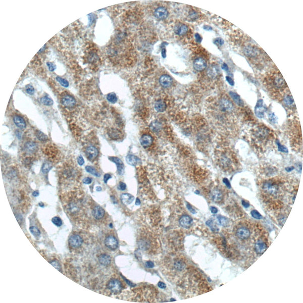 Control Slides, IHC - BMP 9