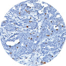 Control Slides, IHC - BRCA 1