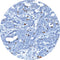 Control Slides, IHC - BRCA 1