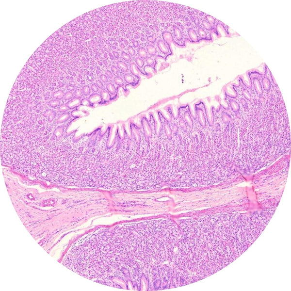 Control Slides, H&E - Human Stomach