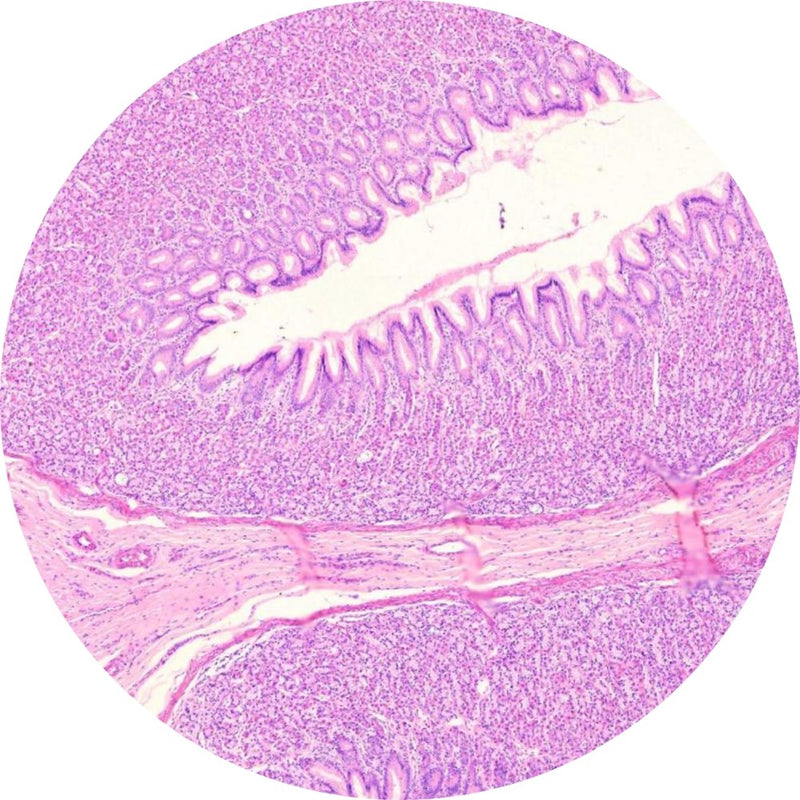 Control Slides, H&E - Human Stomach