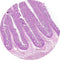 Control Slides, H&E - Human Small intestine, ileum
