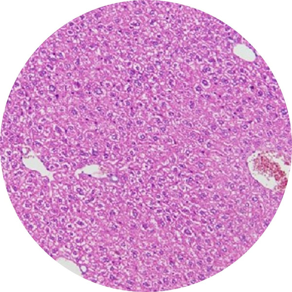 Control Slides, H&E - Human Liver