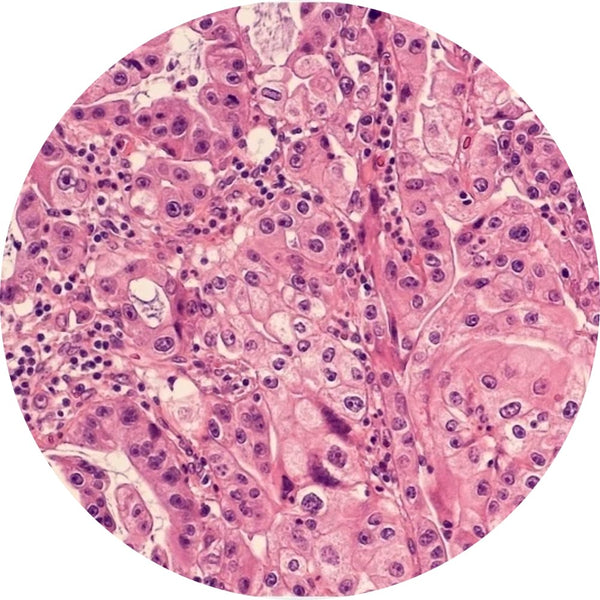 Control Slides, H&E - Human Pancreas