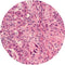Control Slides, H&E - Human Pancreas