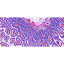 PathPilot DS30R Slide Scanner