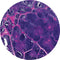 Control Slides, H&E - Human Thymus