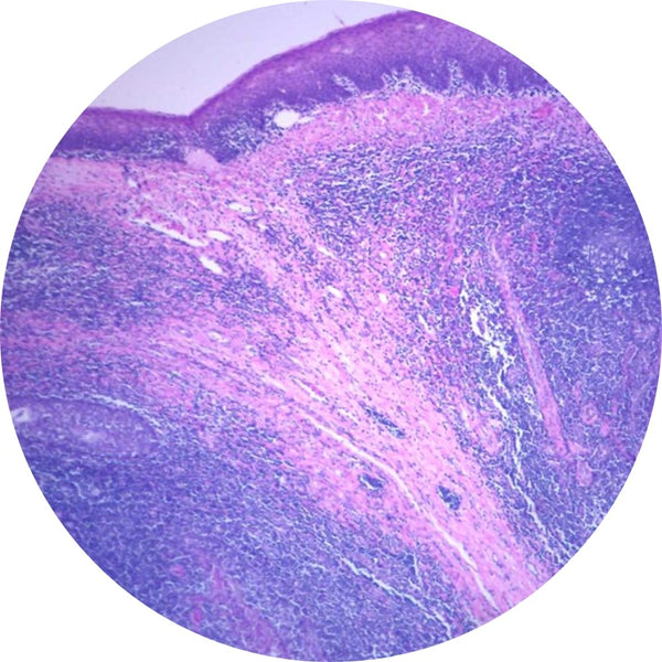 Control Slides, H&E - Human Tonsil
