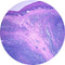 Control Slides, H&E - Human Tonsil