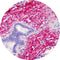 Control Slides, Special Stain - elastin; Verhoeff stain