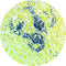Control Slides, Special Stain - Gram+ stain
