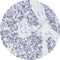 Control Slides, IHC - HPV high-risk