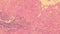 Gills 2 Hematoxylin