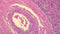 Gills 3 Hematoxylin