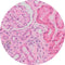 Control Slides, Kidney